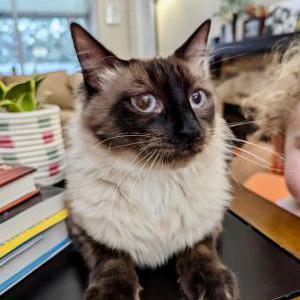 Lost Cat Timothy