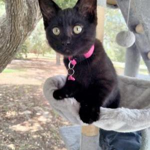 Lost Cat Bitzy