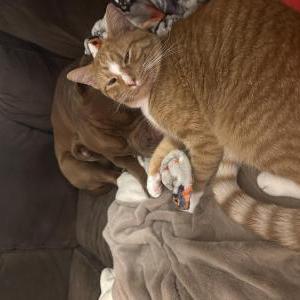 Lost Cat Kaizen