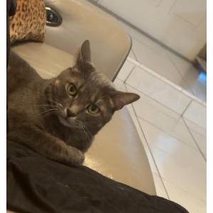 Lost Cat Ash