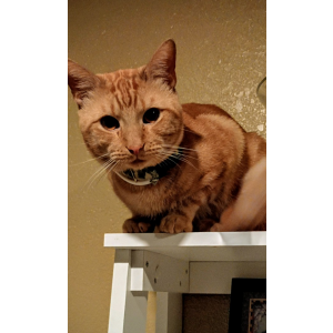 Lost Cat Willy Pete