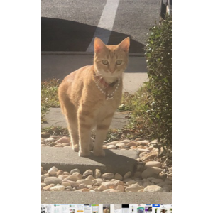 Image of Ishtar, Found Cat