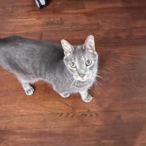 Lost Cat Mica
