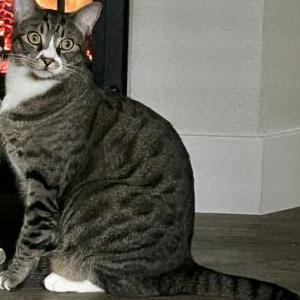 Lost Cat Finn
