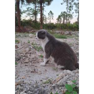 Image of Buster, Lost Cat