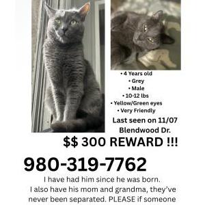 Lost Cat Tobey