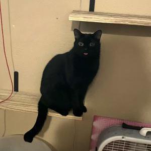 Lost Cat Midnight