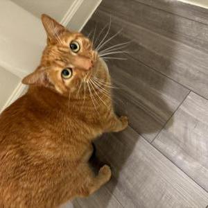 Image of Unknown, Found Cat
