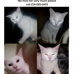 Lost Cat Guera