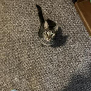 Image of Easton, Lost Cat