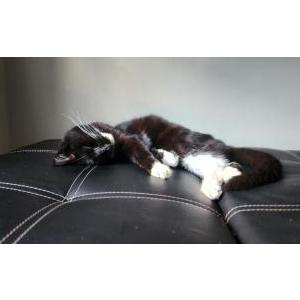 Lost Cat Mittens