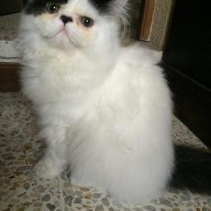 Lost Cat teo