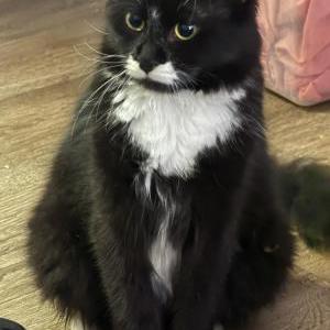 Lost Cat Kitty