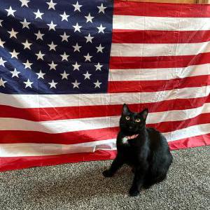 Lost Cat Jaeleen Luedtke