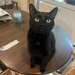 Image of Griffon, Lost Cat