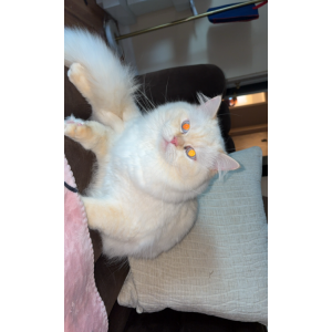 Lost Cat Marshmallow