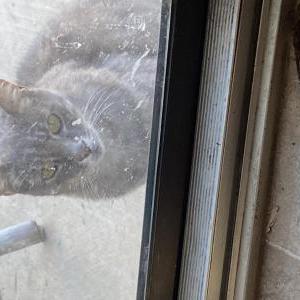 Image of stray-needs a good home, Found Cat