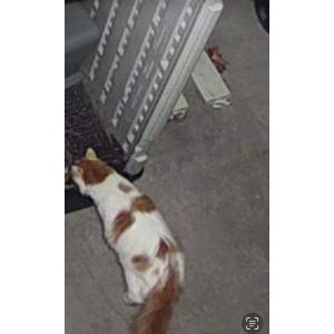 Found Cat Unknown