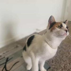 Lost Cat Kitty bitty
