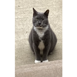 Lost Cat Skye
