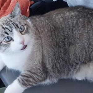 Lost Cat Sammy