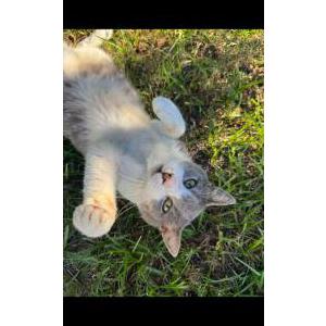 Image of Mercury, Lost Cat