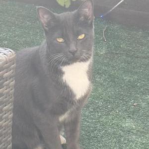 Lost Cat Tommy