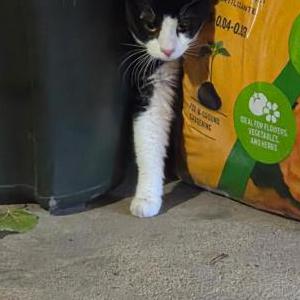 Found Cat Unknown