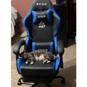 Lost Cat Bandit