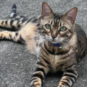 Image of Saint, Lost Cat