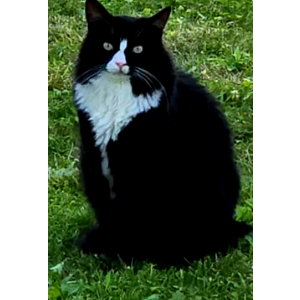 Lost Cat Chester