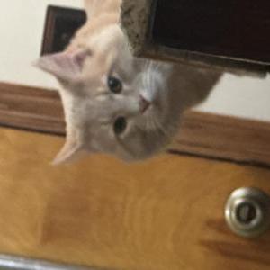 Image of Big back, Lost Cat