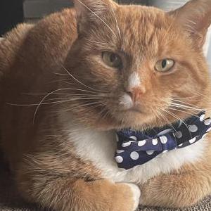 Lost Cat Thomas