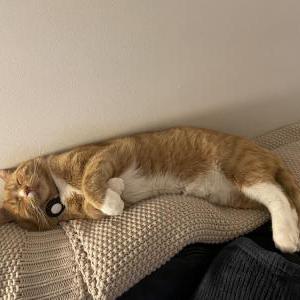 2nd Image of Thomas, Lost Cat