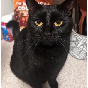 Lost Cat Sunshine