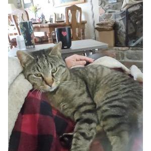 Image of Skye, Lost Cat