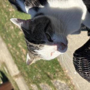 Lost Cat Leo