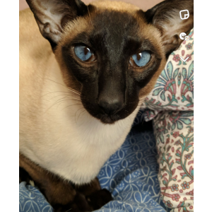 Image of Dale, Lost Cat