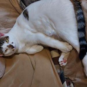 Lost Cat Milo