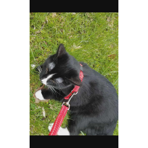 Lost Cat Ottie