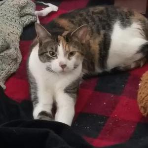 Lost Cat California