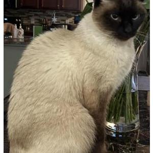 Lost Cat “Siam” Siamese Cat