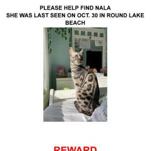 Lost Cat Nala