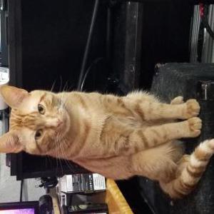 Lost Cat Charlie