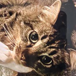 Lost Cat Boo