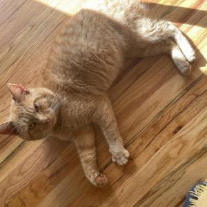 Image of Unknown, Found Cat
