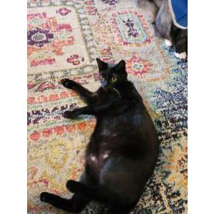 Image of Curry, Lost Cat