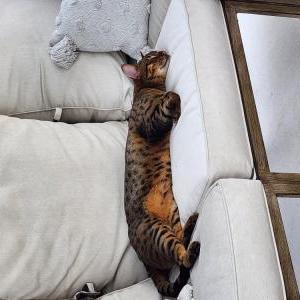 Lost Cat Osiris