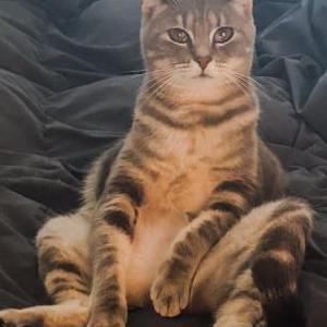 Lost Cat Callie