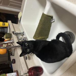 Lost Cat Willow